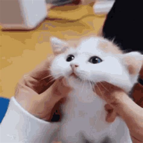 cat meme gif collection